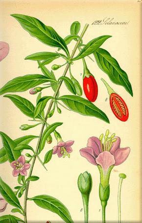 goji plant