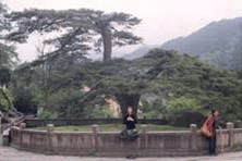 Qigong pine